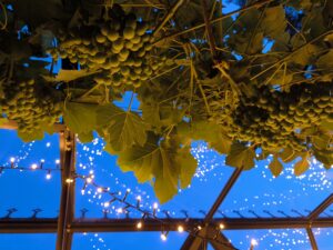 Sirius voiinamarjade ja valgustusega